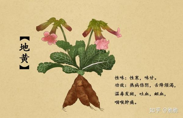 熟地黄,生地黄,鲜地黄,区别是什么 - 知乎