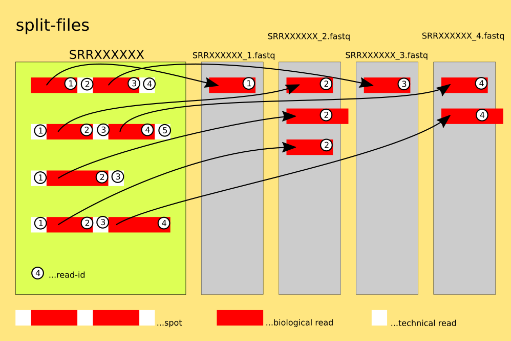 Atlantis Core File Vs. Split File sra转fastq笔记(fastq-dump、fasterq-dump和parallel-fastq-dump) - 知乎