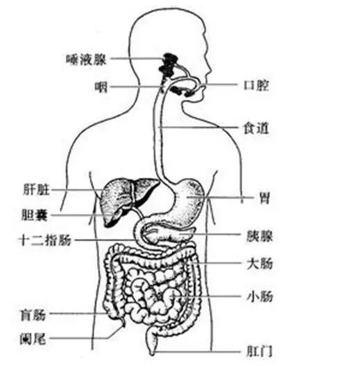 七年级下册生物书人体图片