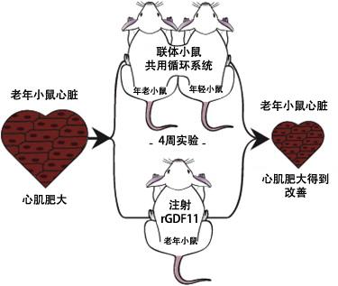 小鼠心脏位置图片