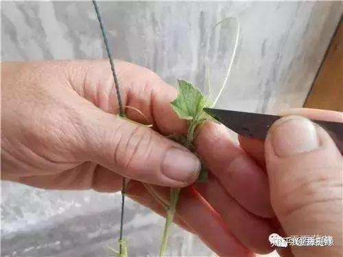 6767第七部分:如何长成优质葫芦植株经过掐尖打蔓,开始出现雌花