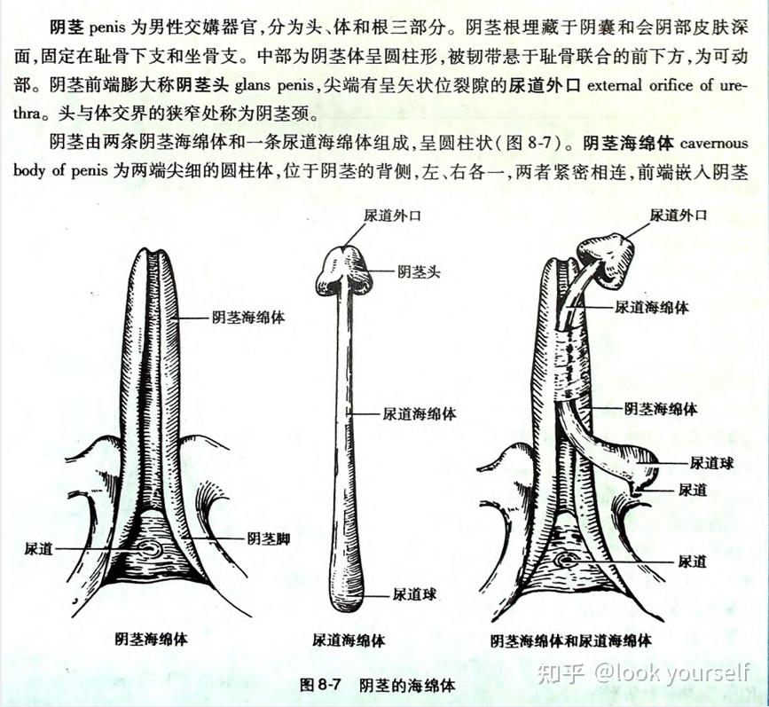 男性尿道细长,长约18cm,起自膀胱的尿道内口,止于尿道外口,行程中通过