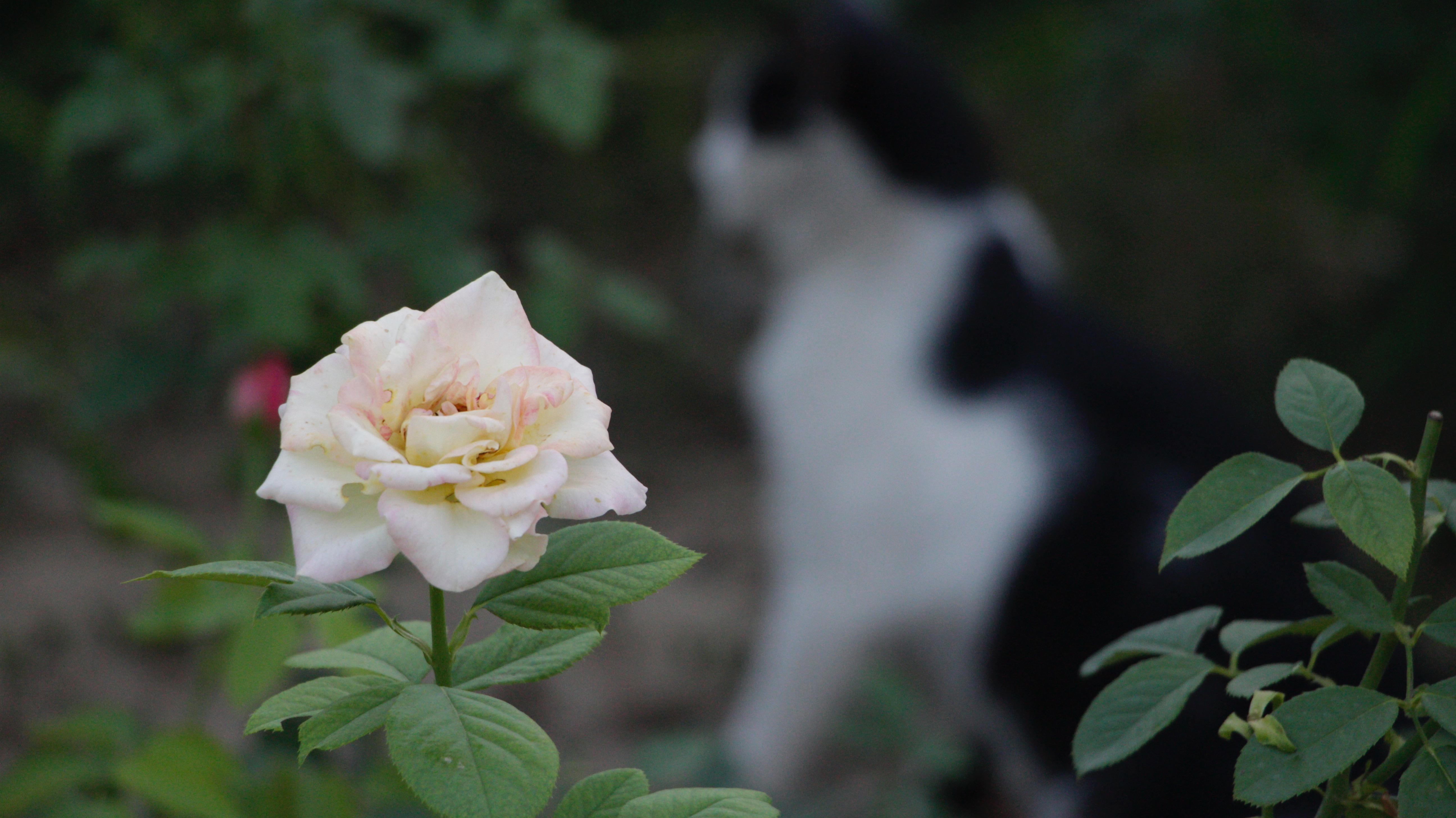 预算4000-6000是买单反还是微单? - 兔丝子的