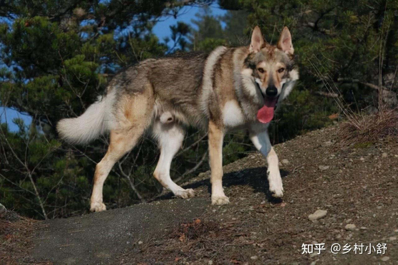 世界上被明令禁养的6大最凶猛的犬种,见到躲远点!保护好生命 - 知乎