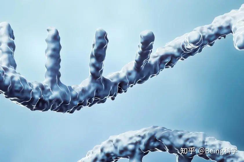 新技术 | 一种工程化 T7 RNA 聚合酶,可产生不含免疫刺激副产物的 mRNA - 知乎