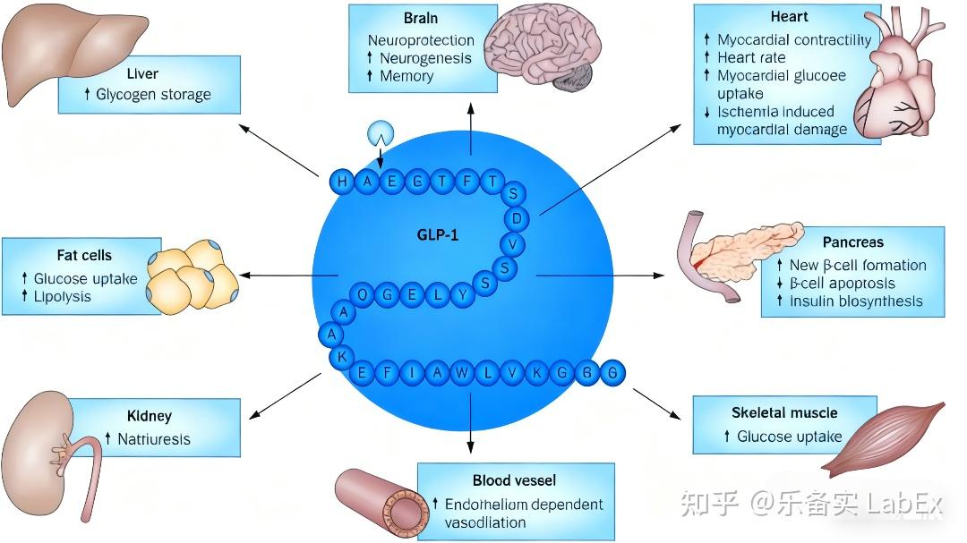 retatrutide mechanism of action Retatrutide vs Tirzepatide (2026): Differences in Weight Loss, Metabol – Revolution Health & Wellness retatrutide mechanism of action Retatrutide vs Tirzepatide (2026): Differences in Weight Loss, Metabol – Revolution Health & Wellness