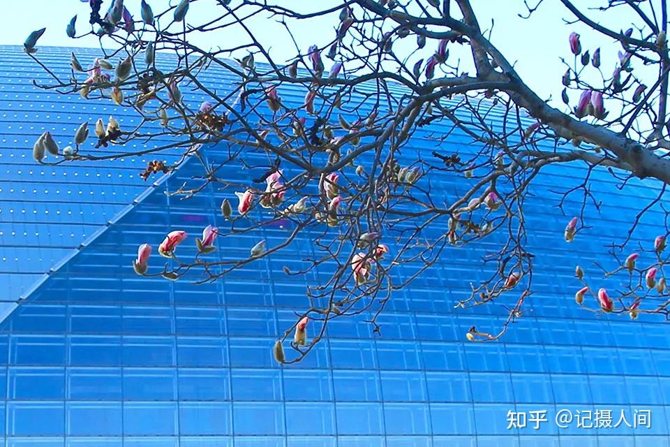 春季北京到哪儿可以观赏玉兰花?您就去这几个地方 - 知乎