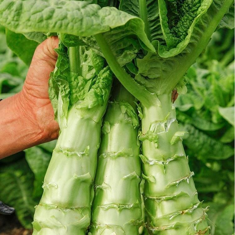 笋是属于绿通产品吗 v2-ee6d414f8deb9b9587f0760a5d6e891c_1440w.jpg?source=172ae18b