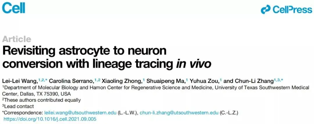 aav 介導的 neurod1 和報告基因的共表達特異性且有效地誘導報告基因