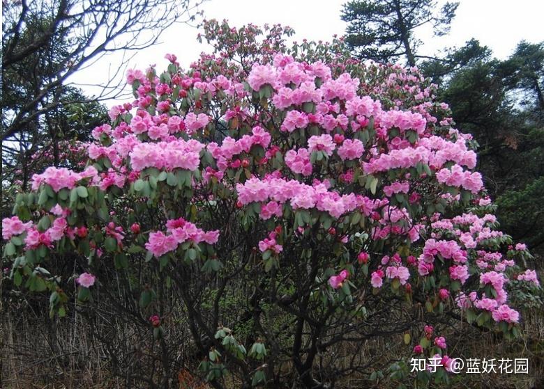 杜鹃是几月开的 v2-ee789ea5ef000b994a868a23e6f5d036_r.jpg