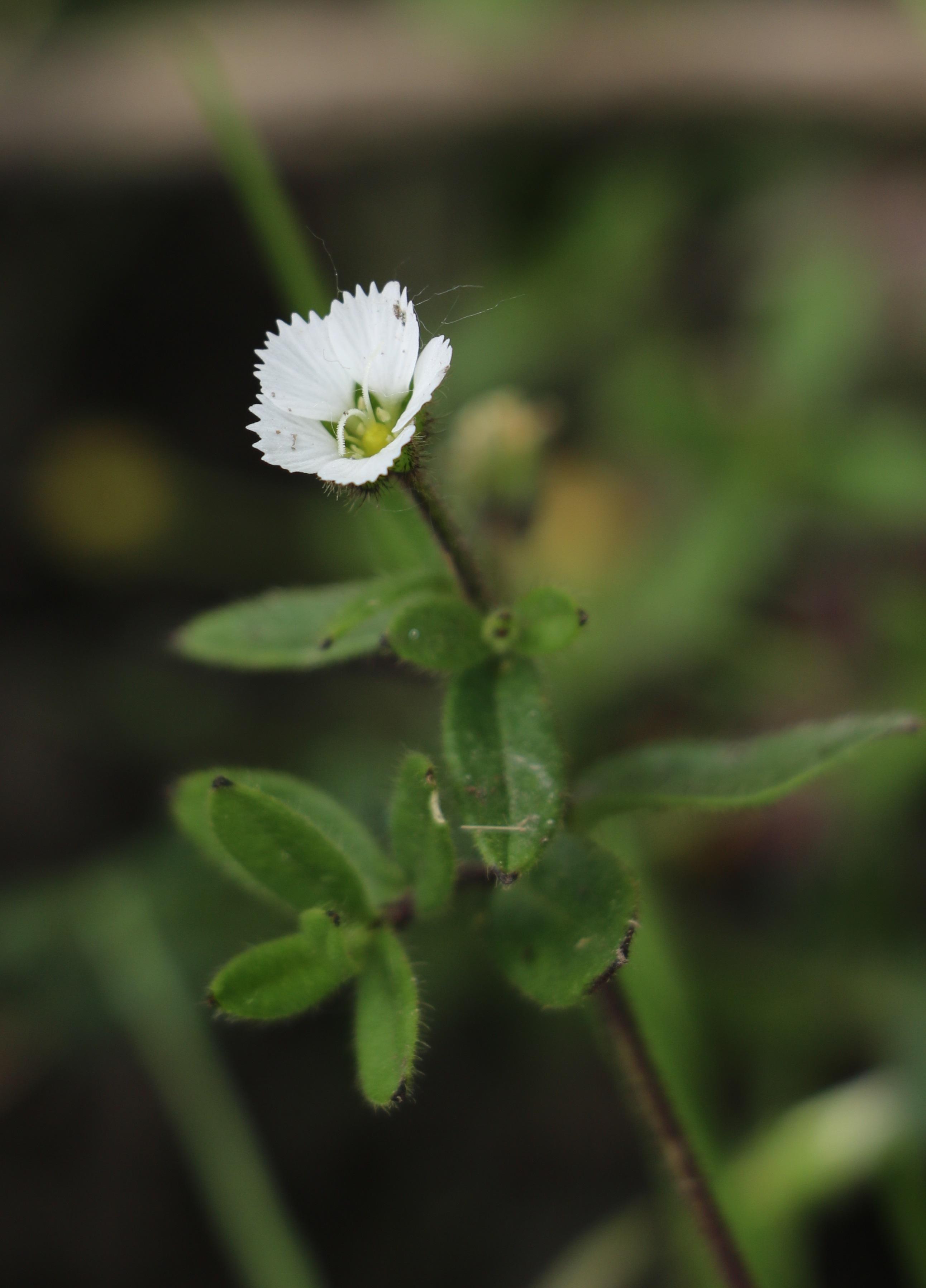 髯毛无心菜(arenaria barbata)(亚丁)无心菜属----微,但足道繁缕属c