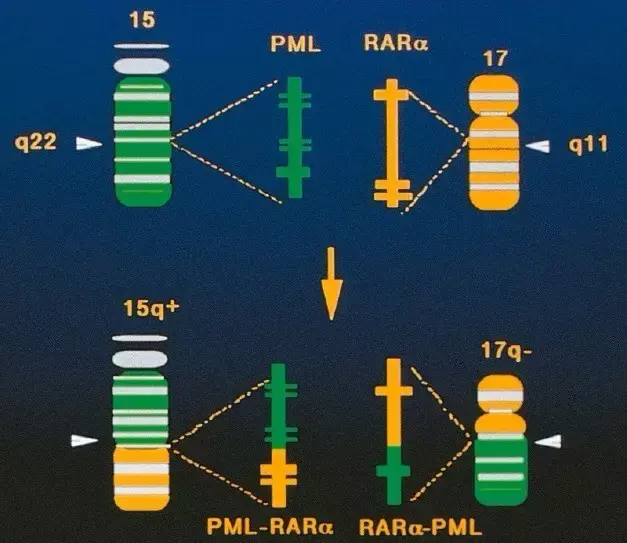 偶然的情况下,这两条染色体会断裂,然后重新组合,在这个过程中,编码