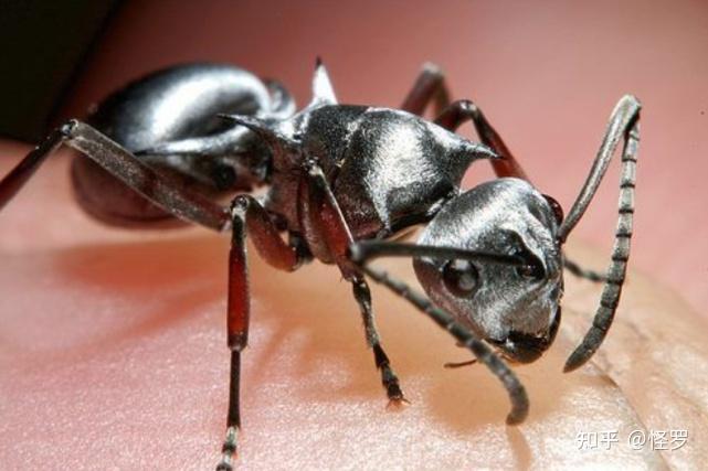 撒哈拉沙漠里的快银和高温赛跑的蚂蚁每天只工作10分钟