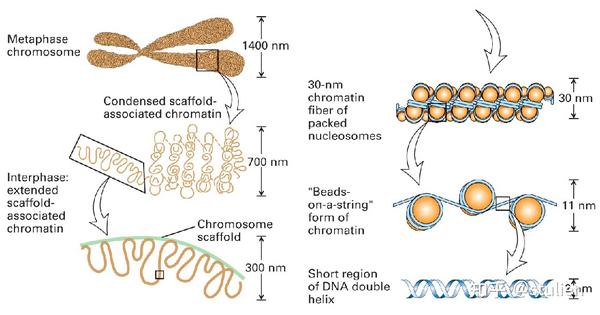 分子生物学回顾——染色体与DNA - 知乎