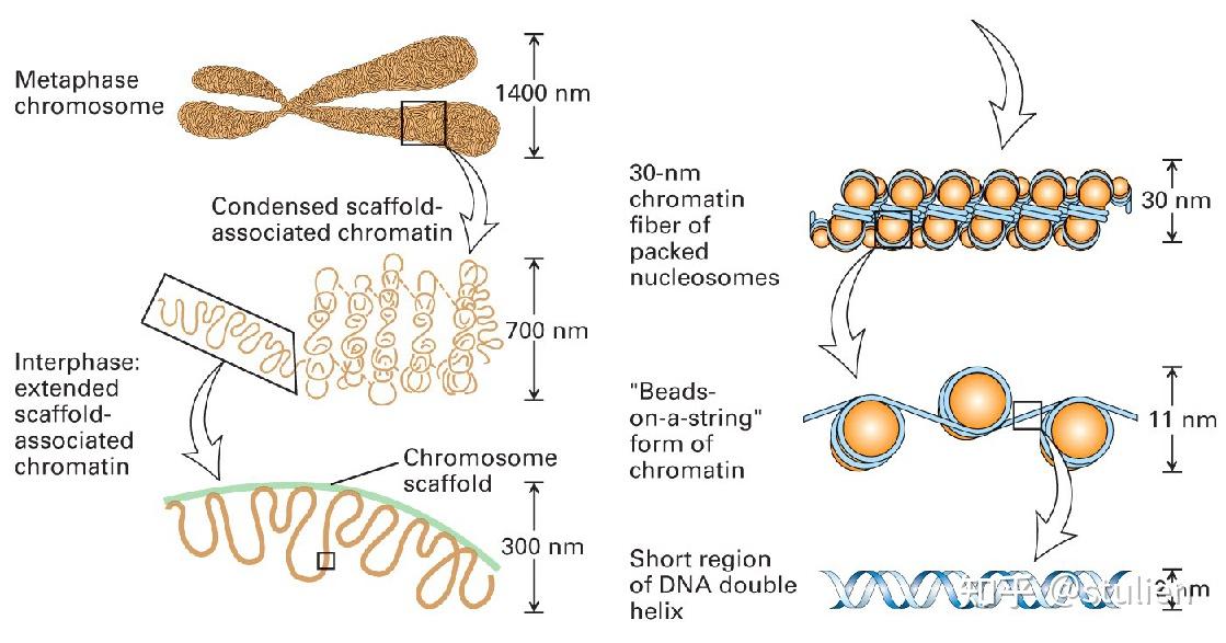 染色体的结构组成图片