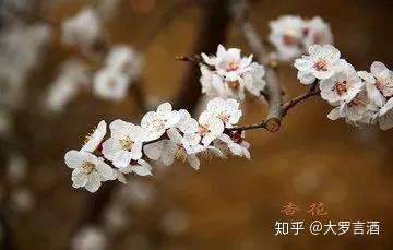 杏花村的杏花酒 知乎
