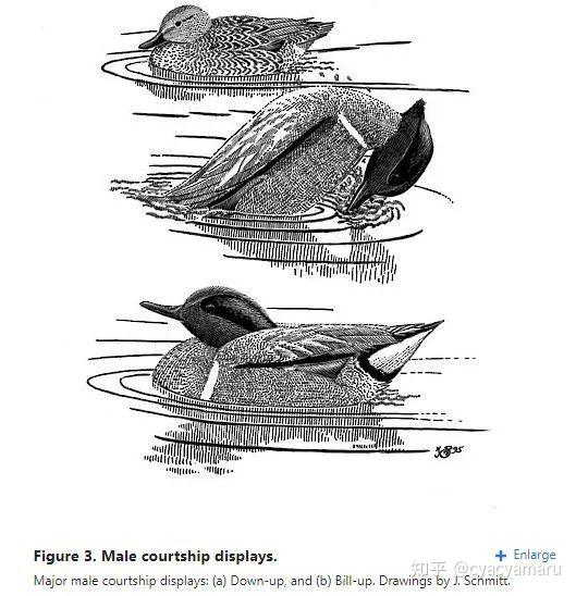 背面飞行,普通楼燕,丹顶鹤,鸟利用人来摆脱猛禽,花脸鸭和各种鸭子求偶