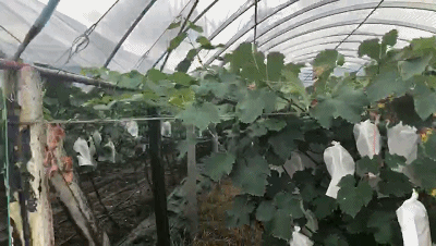 连续9年获得 葡萄金奖 的福安巨峰葡萄终于熟了 巨峰葡萄成熟时间 崇爱网