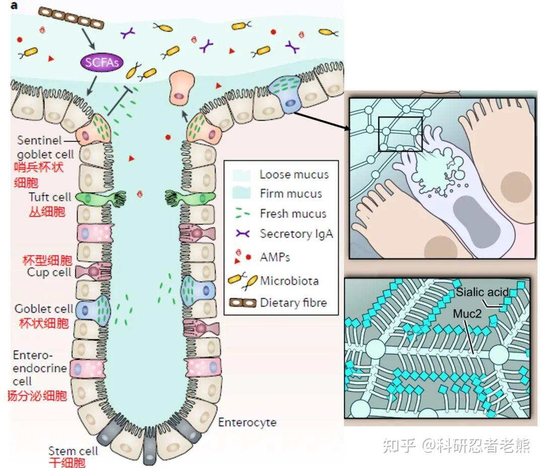 Cell封面文章 | 肠粘膜唾液酸化调控肠道宿主-菌群生理稳态 - 知乎