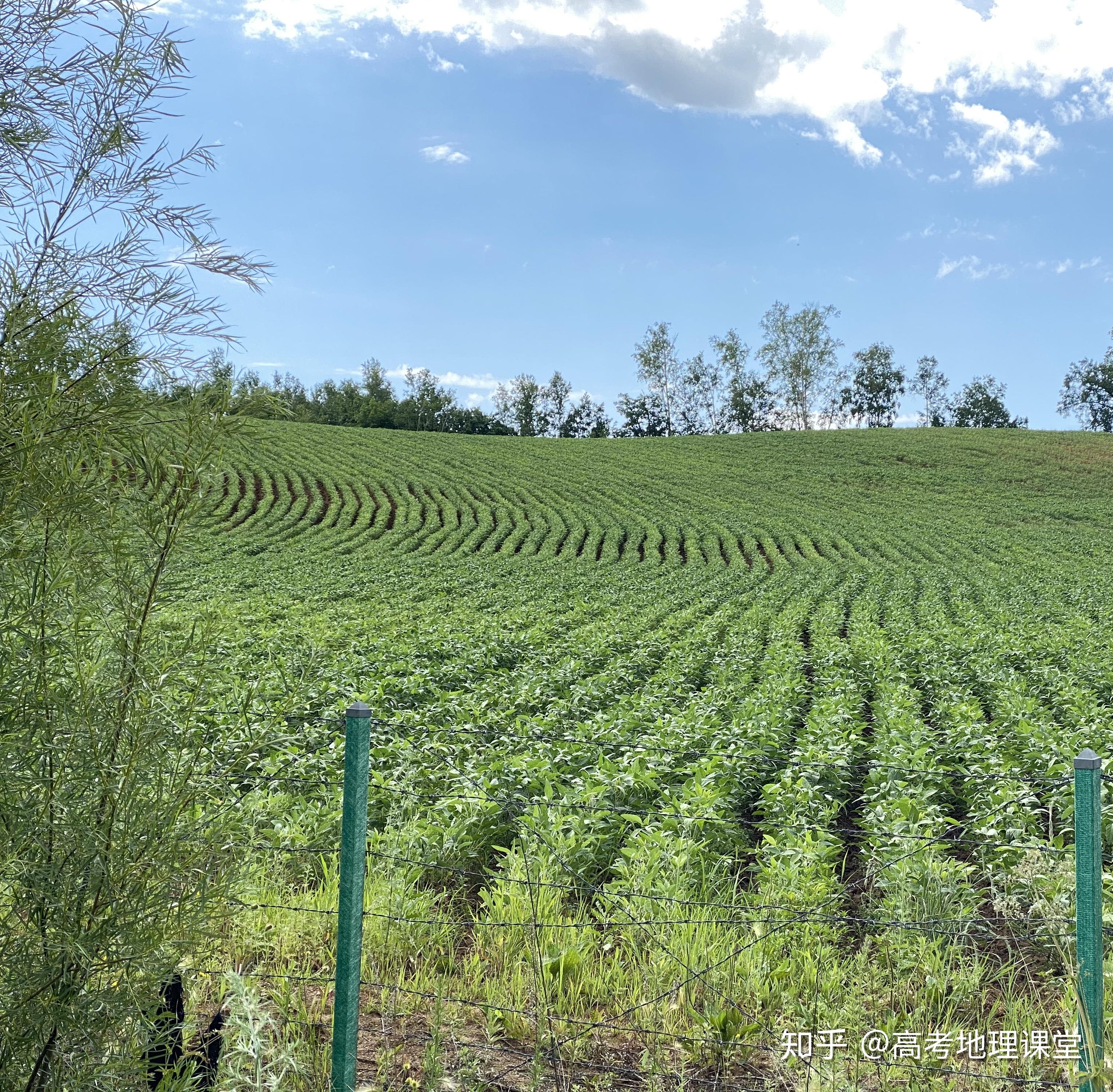 2020年全国1卷36题顺坡垄的葡萄能判断出降水特点