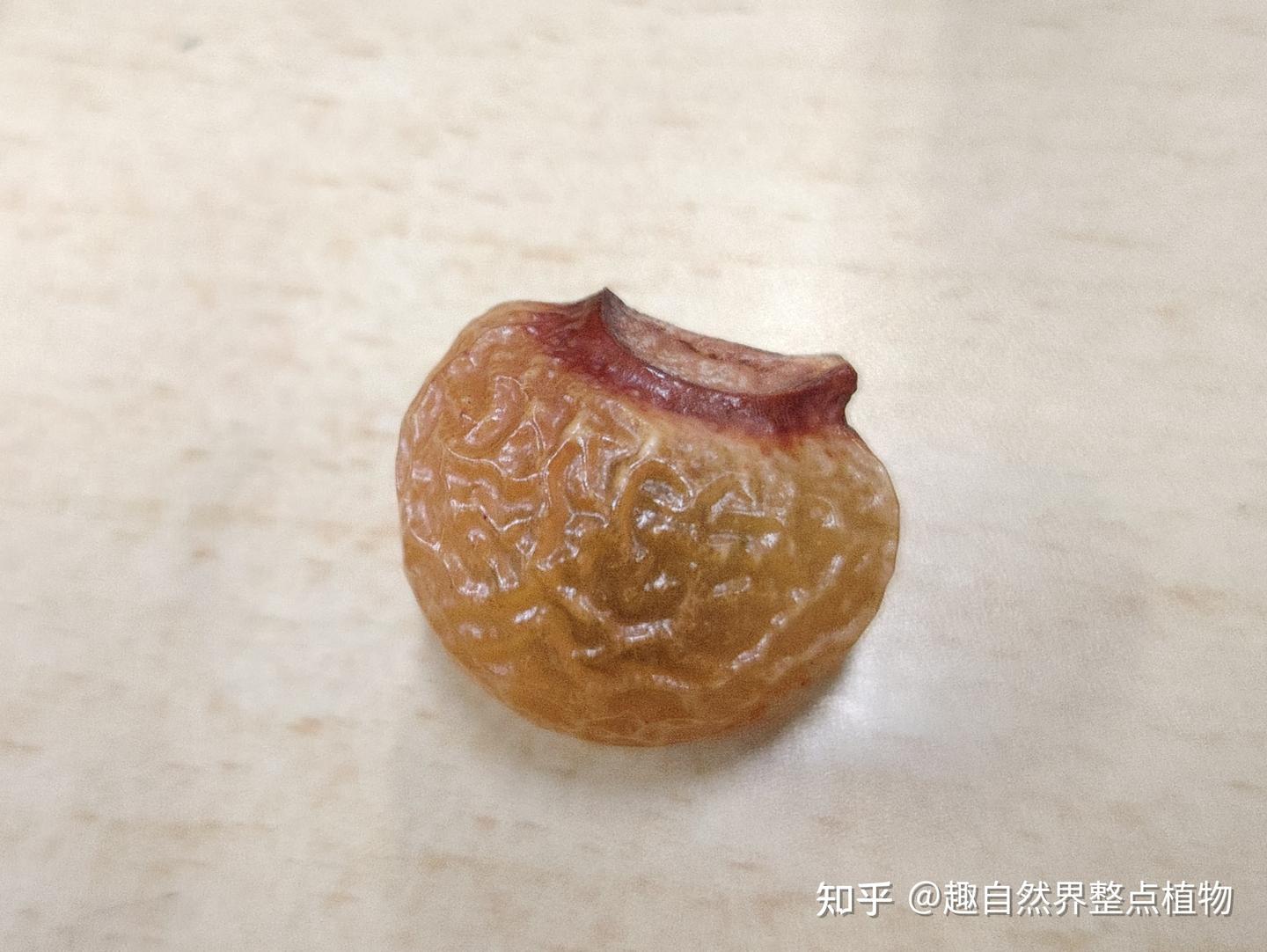 全缘叶栾树与无患子（树皮，树叶，果）形态的细节比对 - 知乎