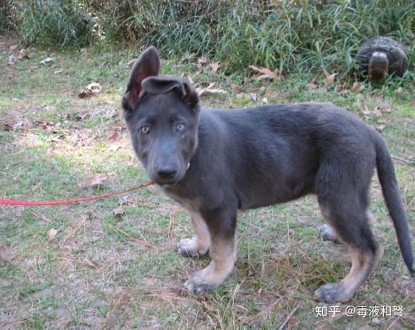 稀释基因是d位点的隐性基因d,纯合时会将黑色毛稀释成蓝色(从浅灰色到