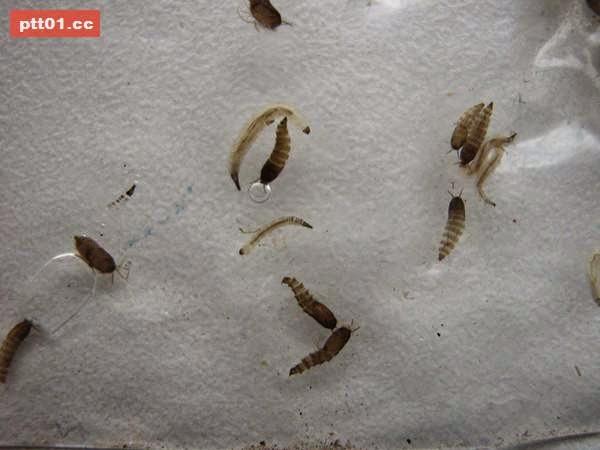 海南室内常见虫子图片