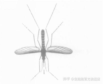 蚊子界的三大巨头:伊蚊、库蚊和按蚊 - 知乎