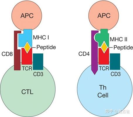免疫系统是如何工作的——第五讲 T细胞的激活 - 知乎