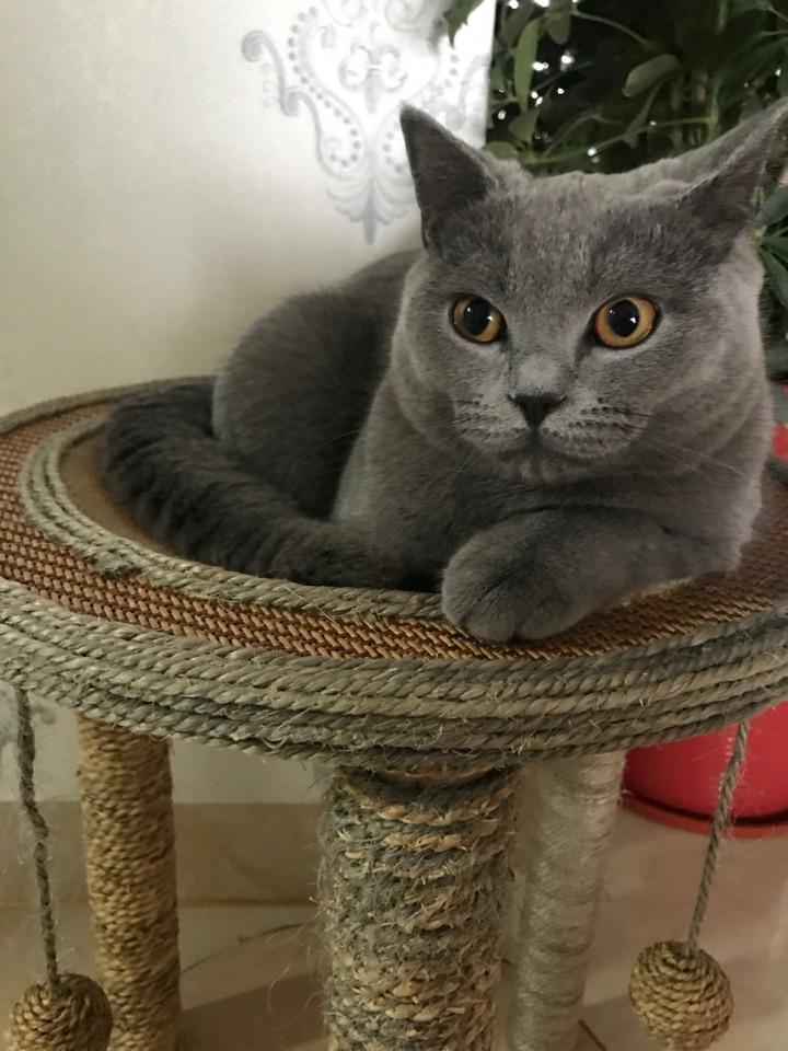 第一次养猫,男孩子养公猫好还是母猫好?