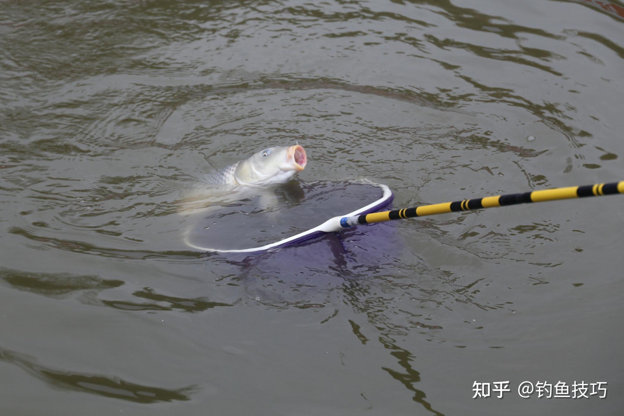 黑坑鲤鱼怎么钓？钓黑坑鲤鱼想要爆护，可以按照这个方法开饵打窝 知乎 8591