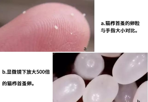 怎么判断是不是跳蚤卵?