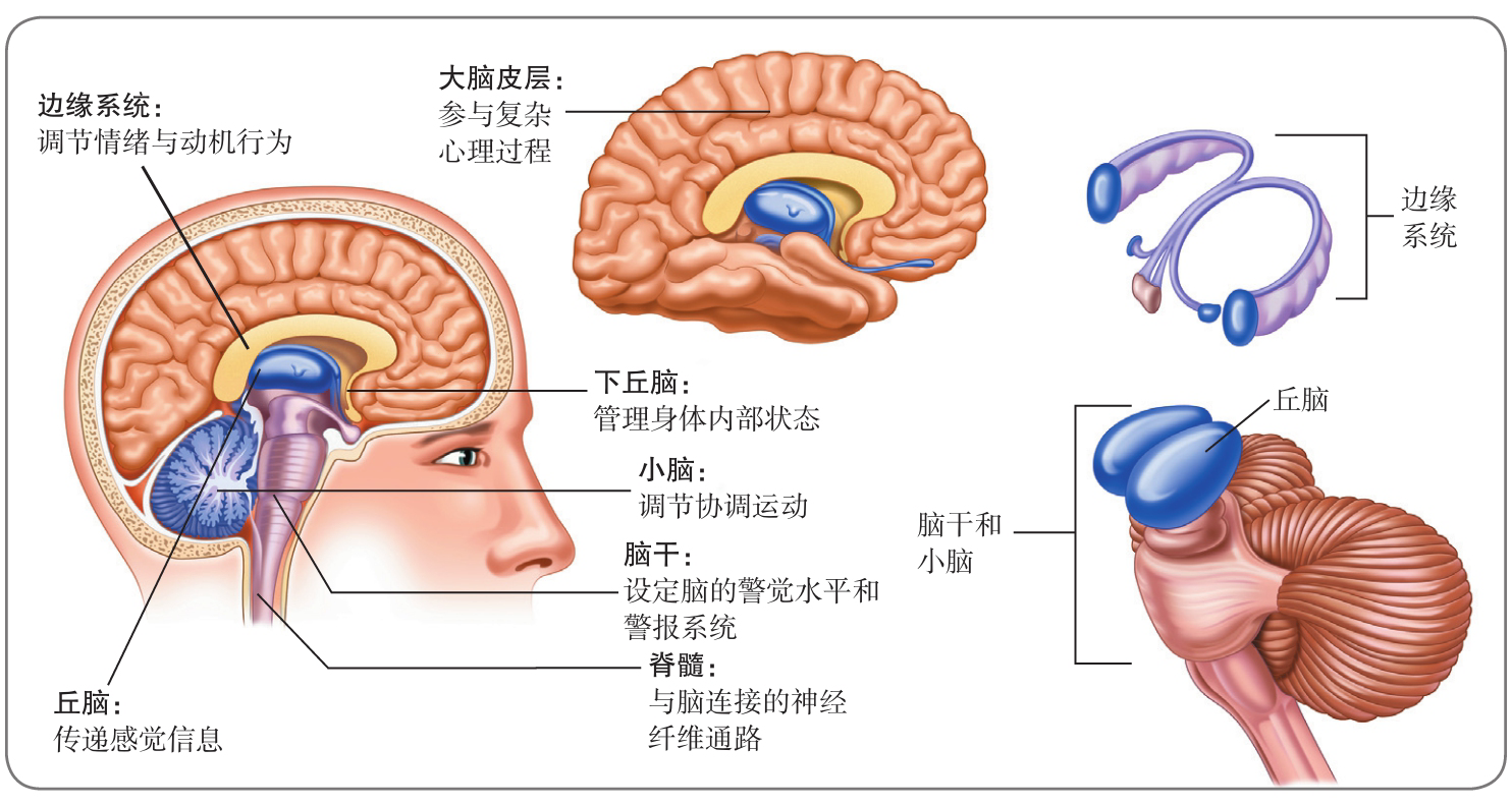 大脑的解剖结构PPT图片