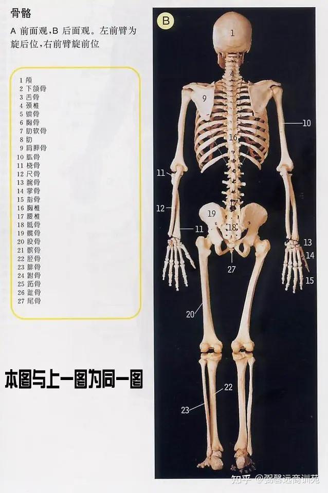 史上最全的人体解剖图各器官位置图（多图） - 知乎