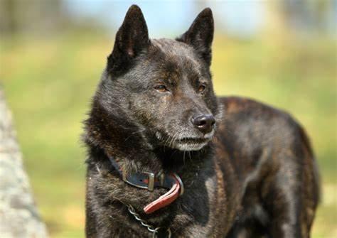 除了柴犬和秋田犬 日本原产犬还有这些 知乎
