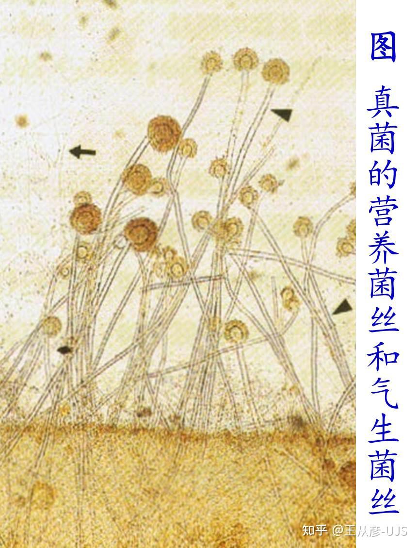 环境微生物之真菌