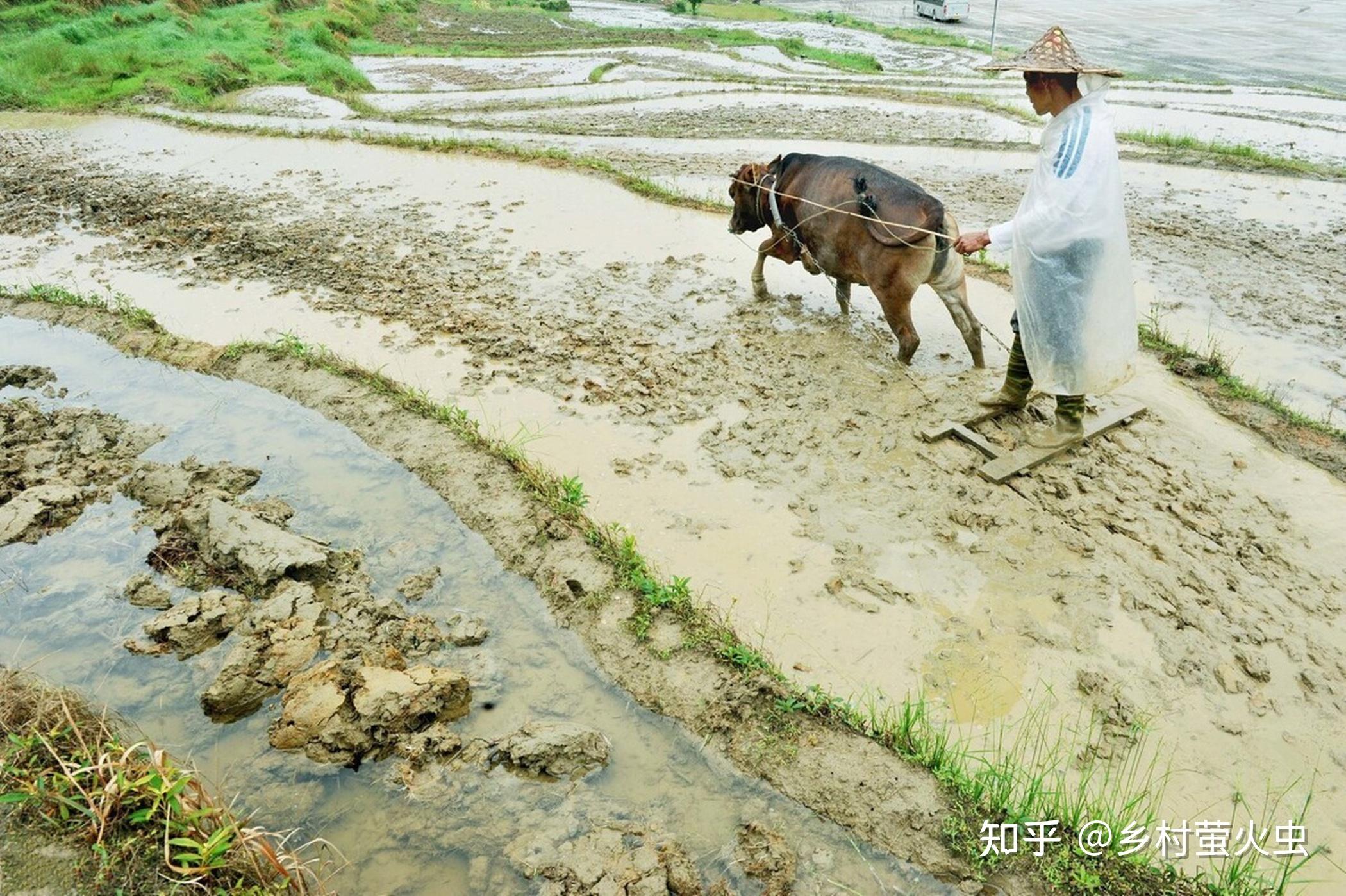 在秦岭山区，现在鼓励农民开荒种粮，为什么农民不愿意种地？ - 哔哩哔哩