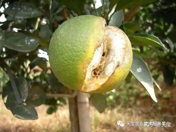 带你见见高深莫测的柑橘黄化病!