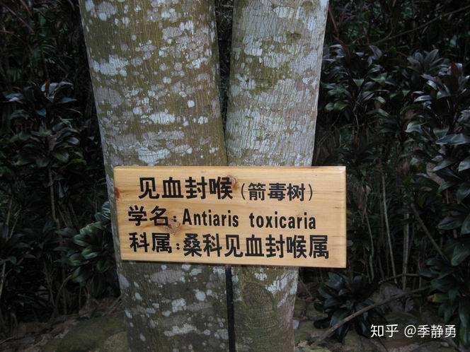 医药故事第24讲肌之松弛筒箭毒碱与琥珀胆碱的发现