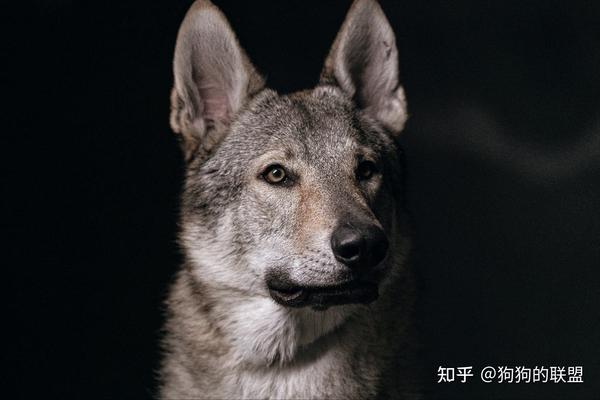 养过“捷克狼犬”后,你会爱上它的 - 知乎