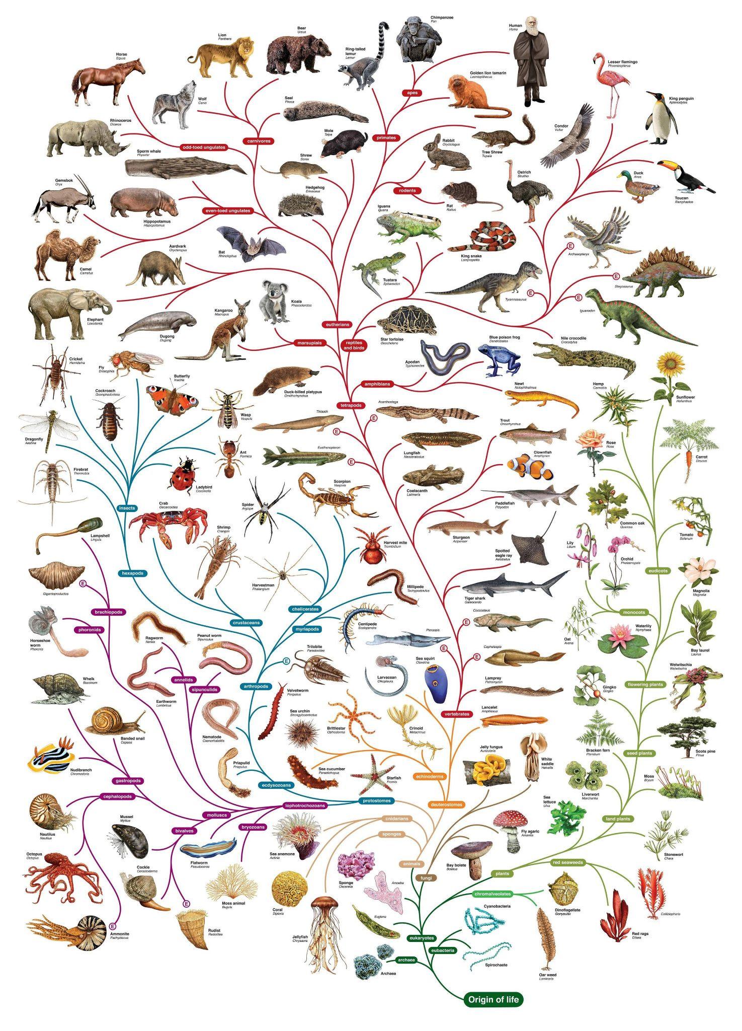 无脊椎动物的进化历程图片
