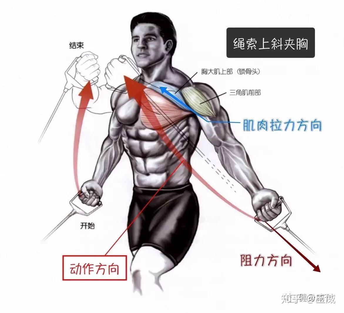 第001期：认识你的肌肉之躯干肌：背肌 - 知乎