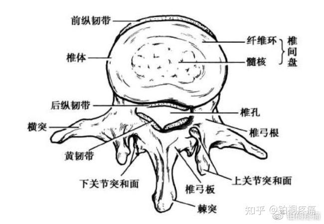 拿什么来拯救你,我"出轨"的腰椎间盘!