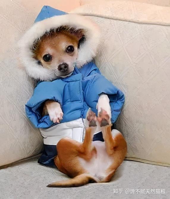 狗狗发抖不只是缺钙兽医提醒还有这6个诱因