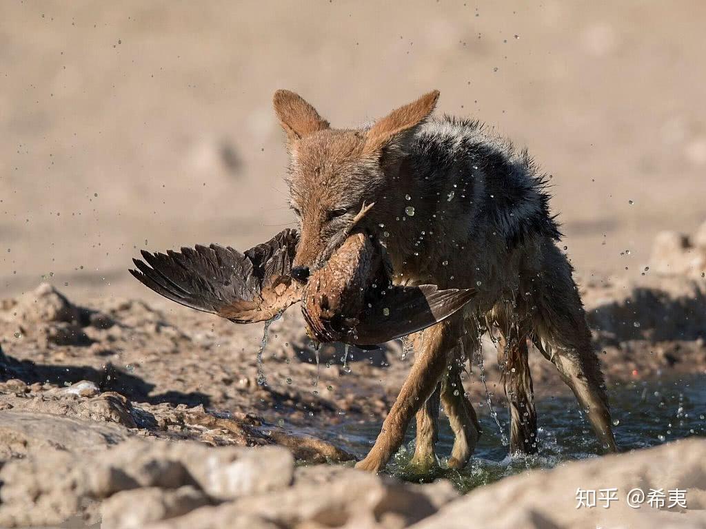 老鹰祭鸟，水獭祭鱼，豺狼祭兽，是禽兽们在忏悔？真相恰恰相反- 知乎