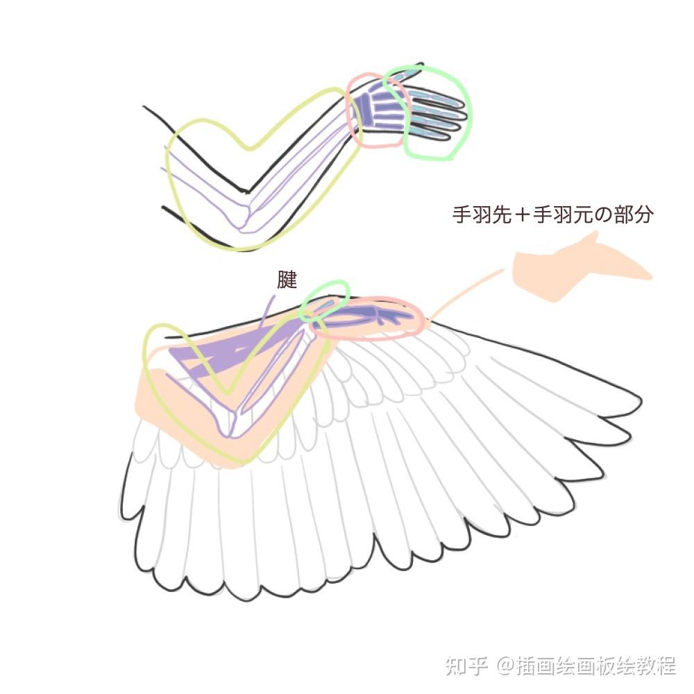 翅膀怎么画才好看教你画翅膀时应该注意的要点