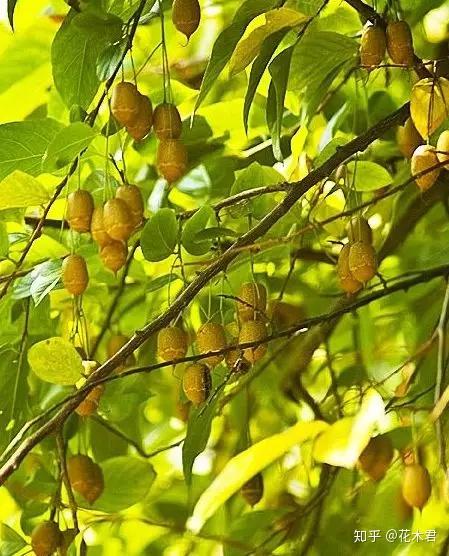 国家Ⅱ级保护濒危珍稀植物：秤锤树 - 知乎