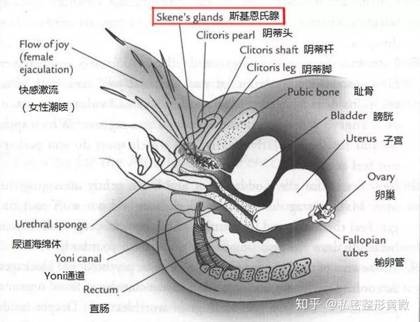 尿道球腺解剖图图片