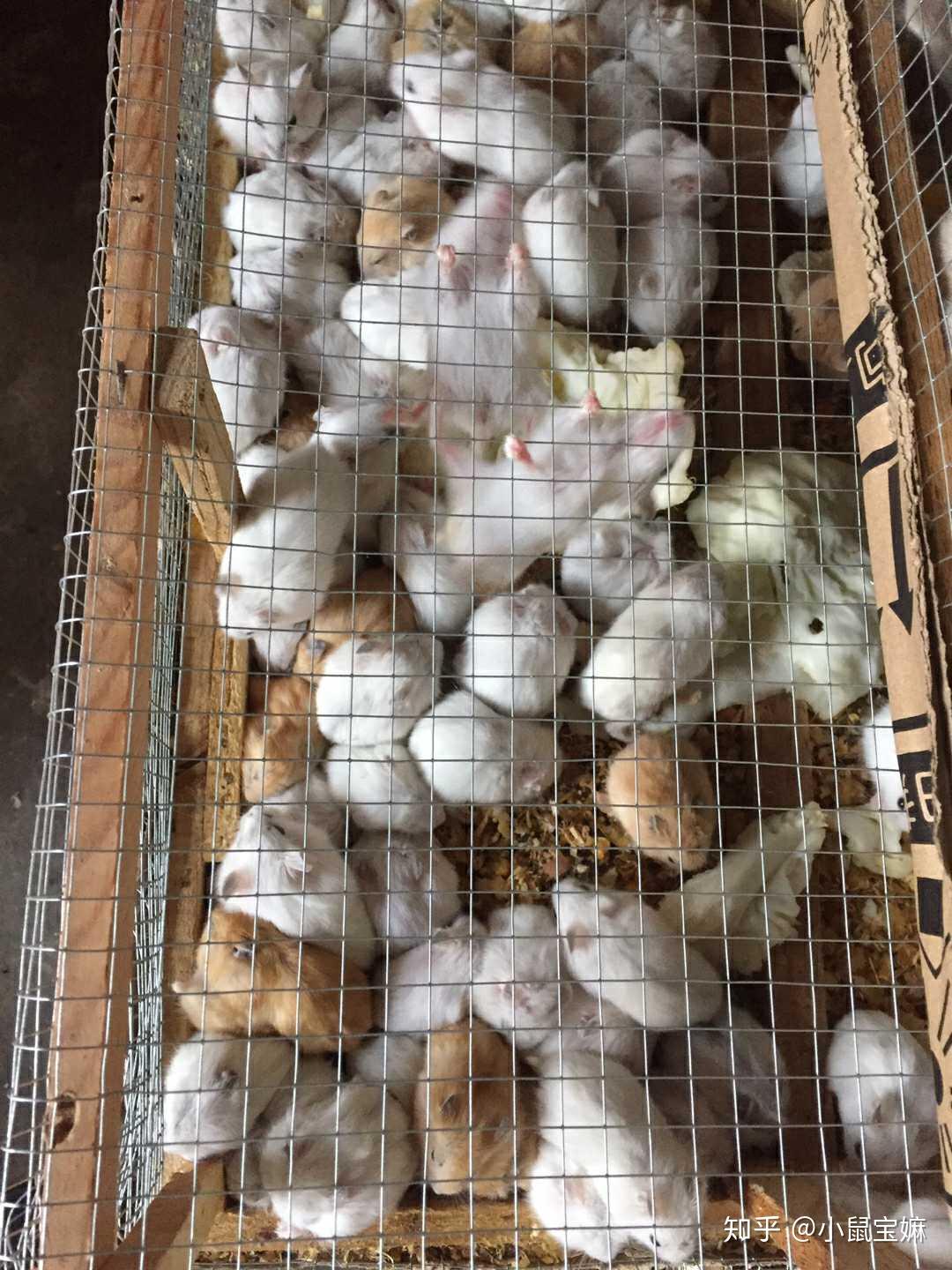 花鸟市场网购家养的仓鼠主要有哪些区别