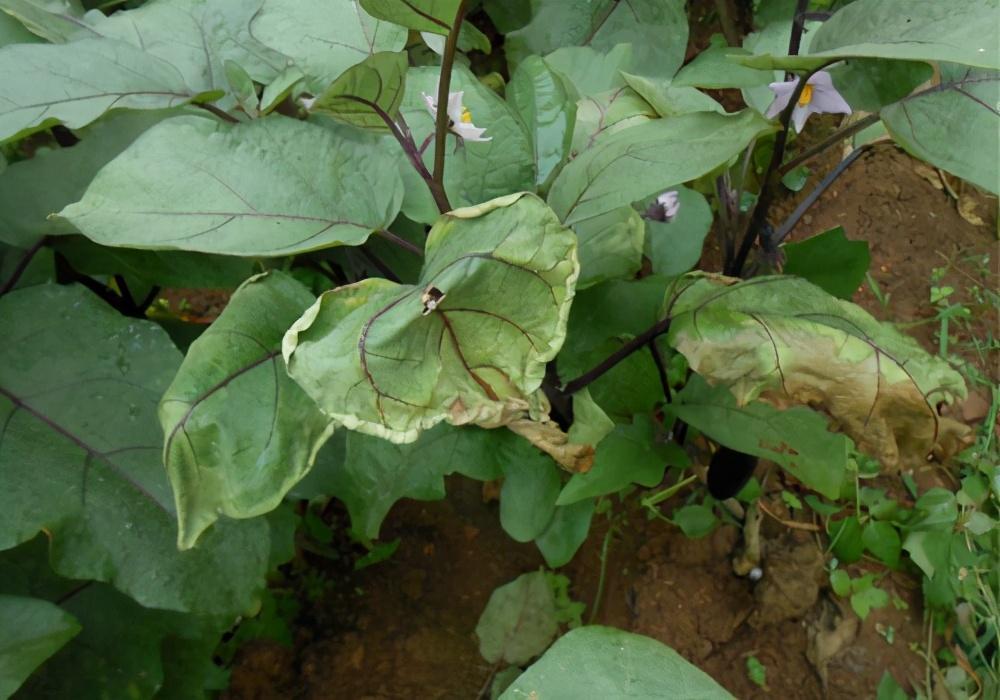 茄子黄萎病难根治搞清楚发病原因及早预防很关键